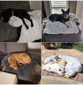 Four dogs relaxing on soft plush dog beds in different settings, showcasing comfort and style in dog furniture.